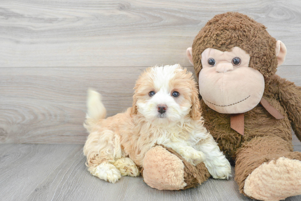 Friendly Mini Bernedoodle Baby