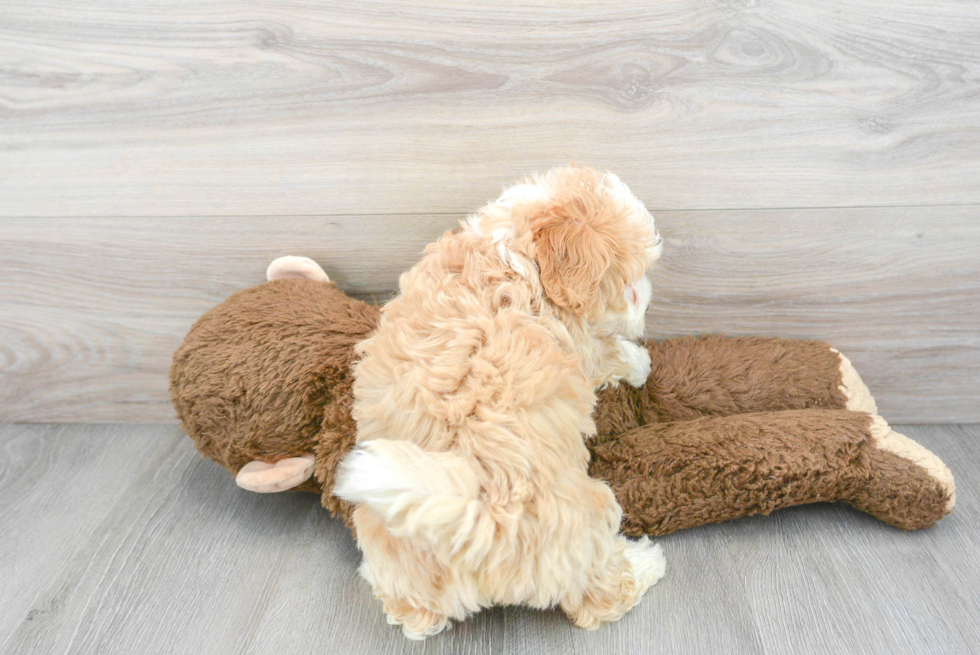 Fluffy Mini Bernedoodle Poodle Mix Pup