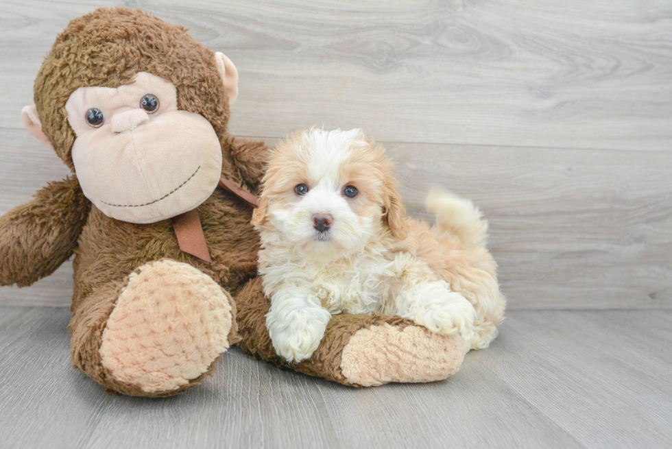 Friendly Mini Bernedoodle Baby