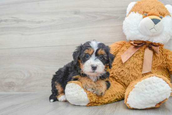 Mini Bernedoodle Pup Being Cute