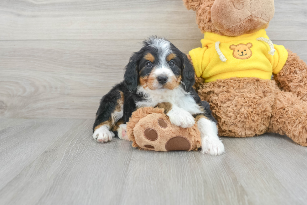 Sweet Mini Bernedoodle Baby