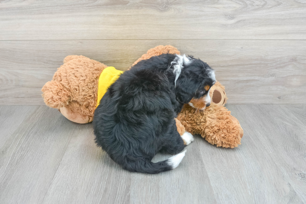 Small Mini Bernedoodle Baby