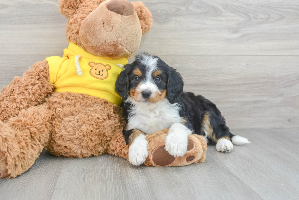 Mini Bernedoodle Puppy for Adoption