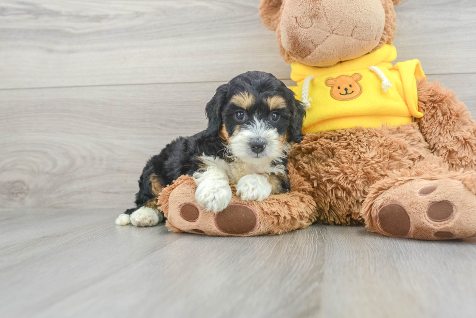 Best Mini Bernedoodle Baby