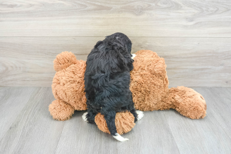 Mini Bernedoodle Pup Being Cute