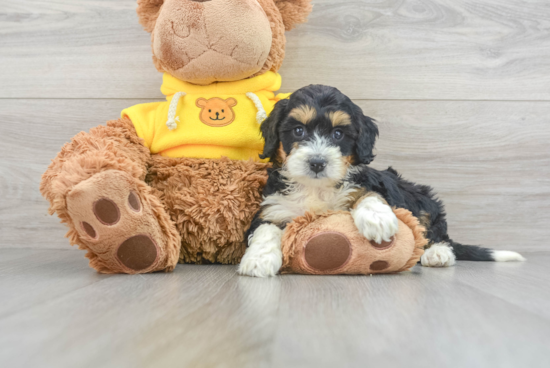 Mini Bernedoodle Puppy for Adoption