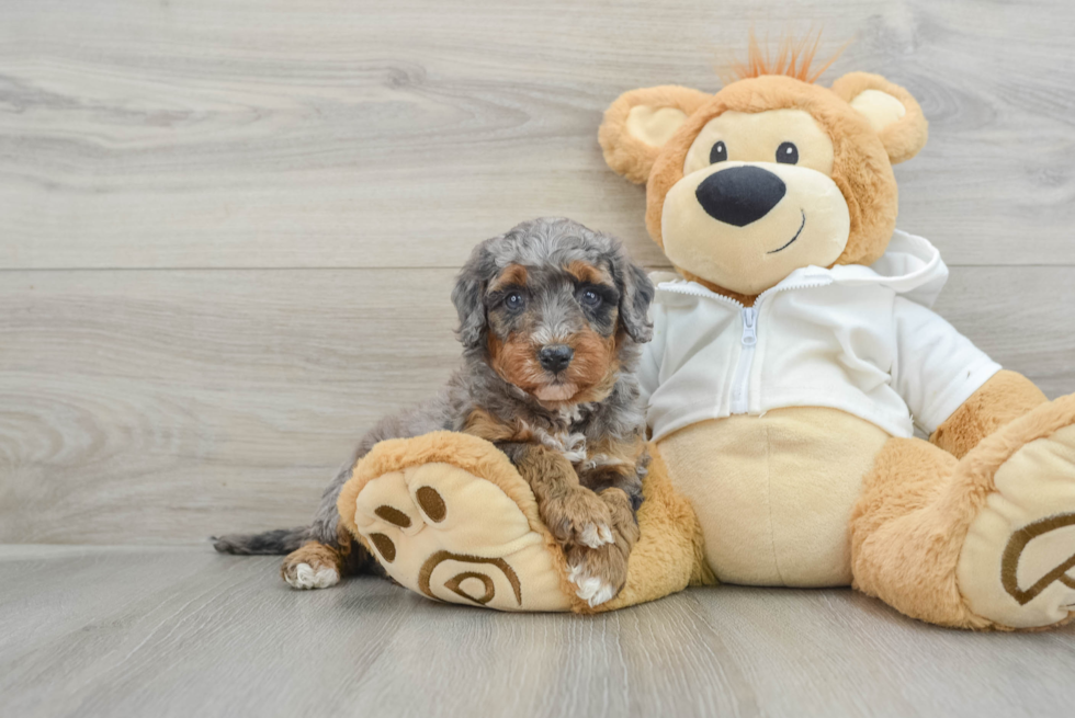 Playful Mini Bernese Poodle Poodle Mix Puppy