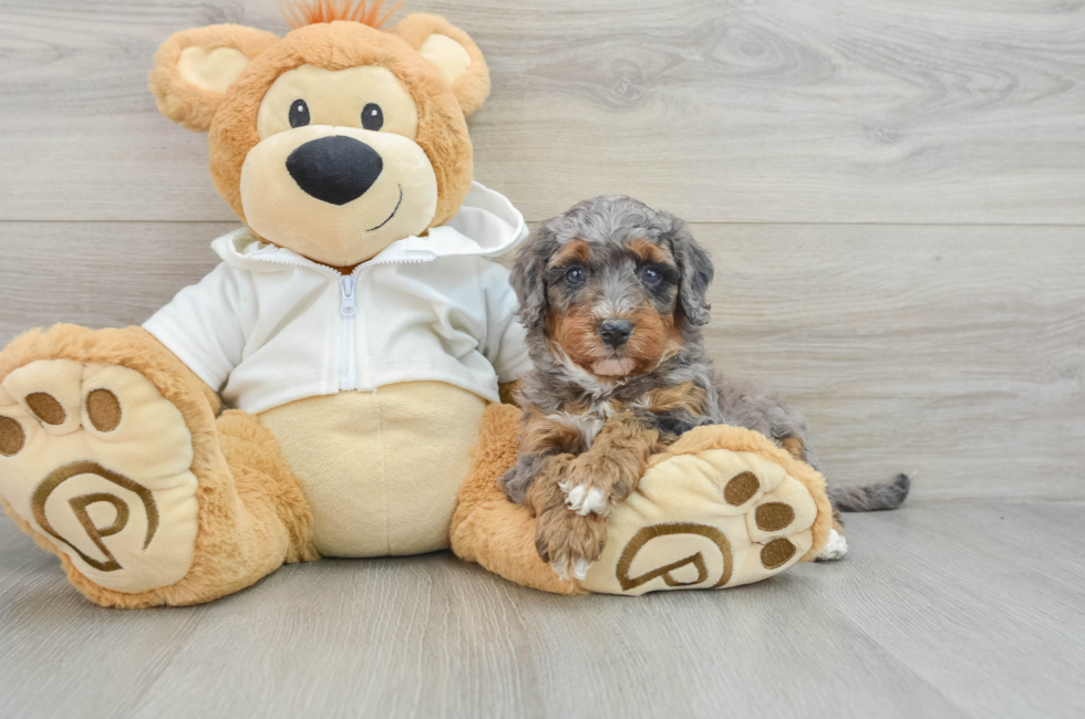 6 week old Mini Bernedoodle Puppy For Sale - Premier Pups