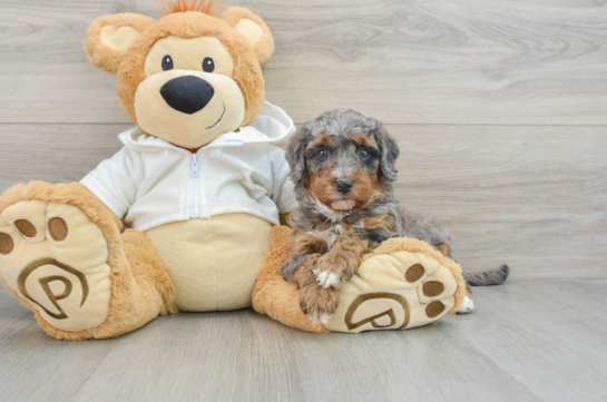 Mini Bernedoodle Pup Being Cute