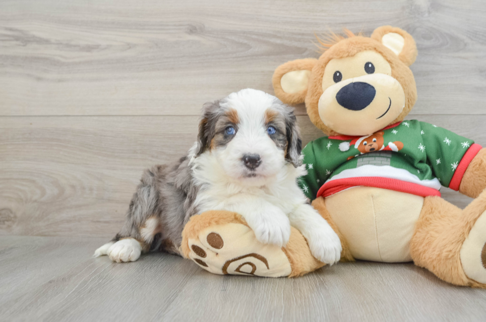 5 week old Mini Bernedoodle Puppy For Sale - Premier Pups