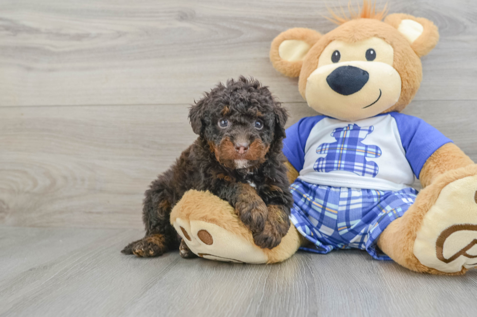 Friendly Mini Bernedoodle Baby