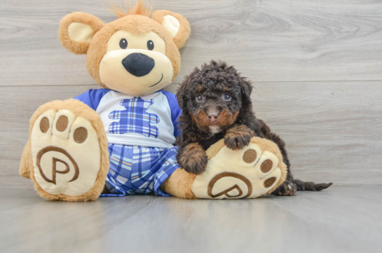 Mini Bernedoodle Pup Being Cute