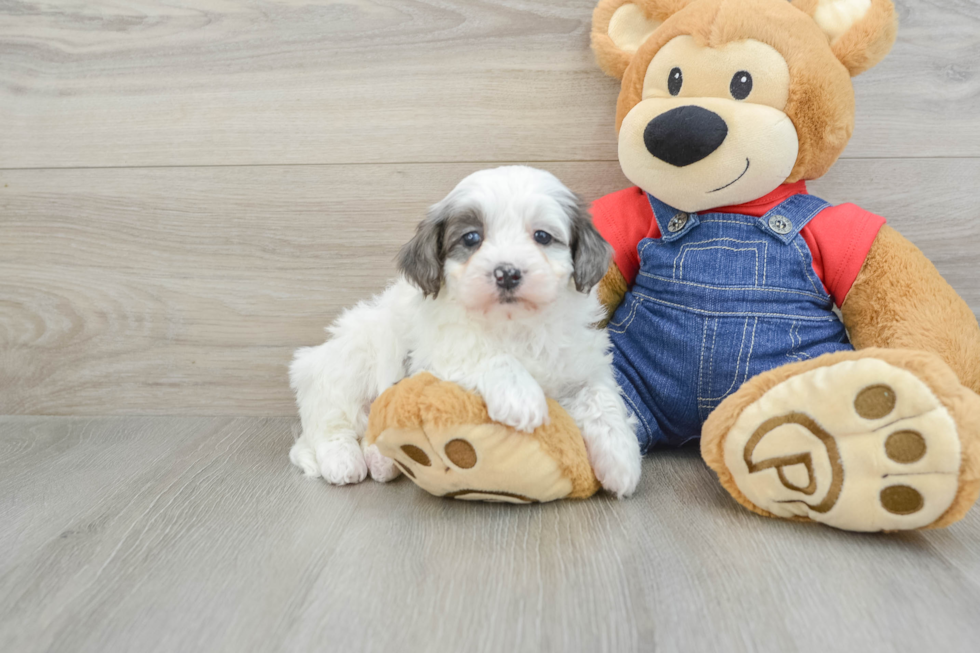 Mini Bernedoodle Pup Being Cute