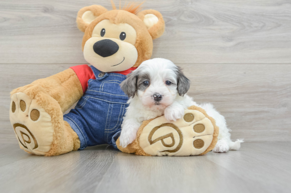 5 week old Mini Bernedoodle Puppy For Sale - Premier Pups