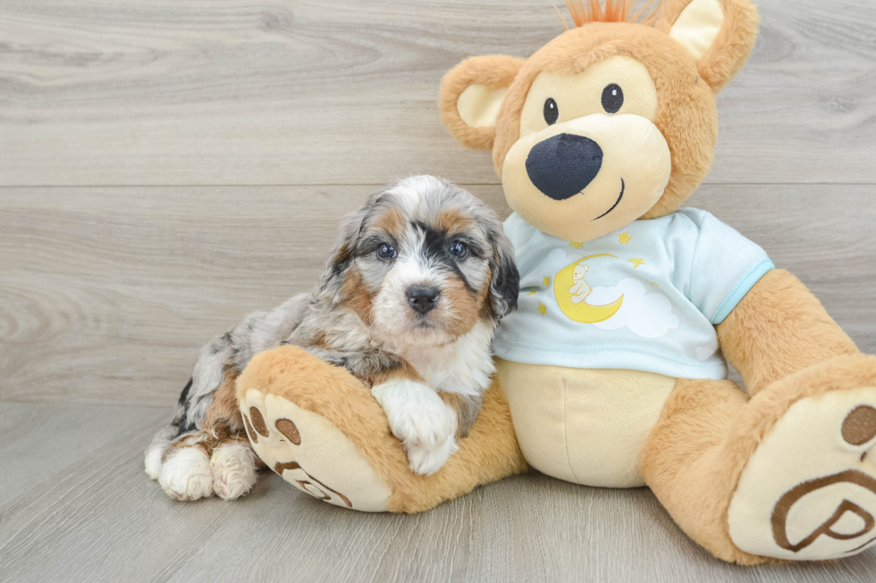 Little Mini Bernese Poodle Poodle Mix Puppy