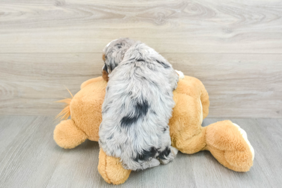 Popular Mini Bernedoodle Poodle Mix Pup