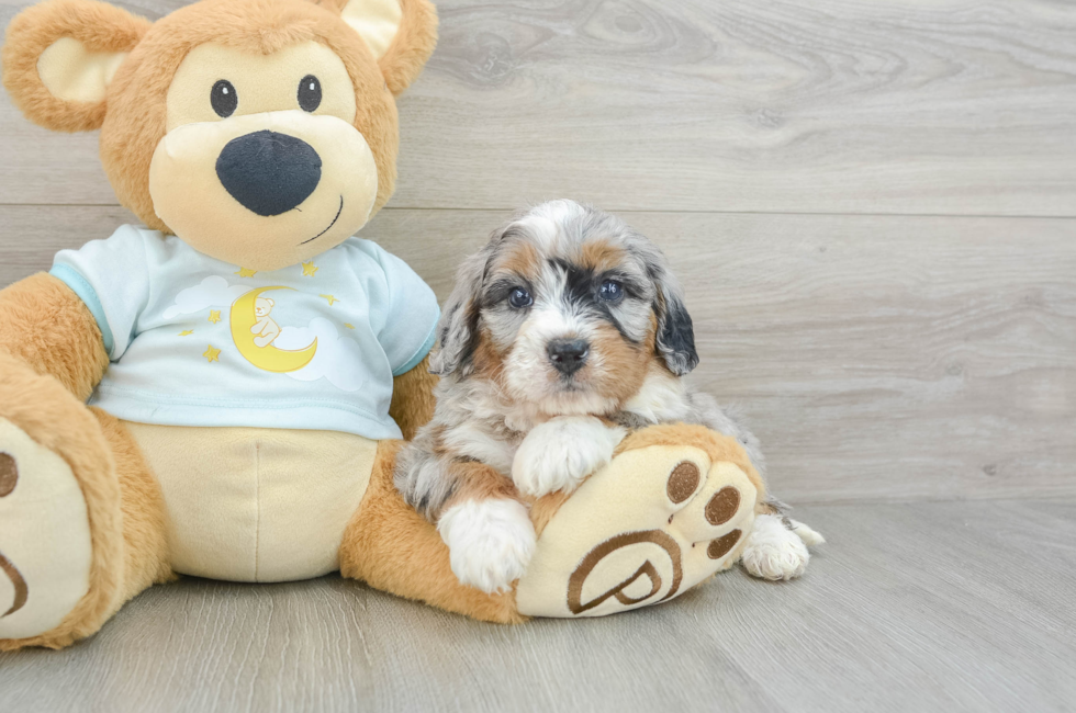 5 week old Mini Bernedoodle Puppy For Sale - Premier Pups