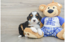 Best Mini Bernedoodle Baby