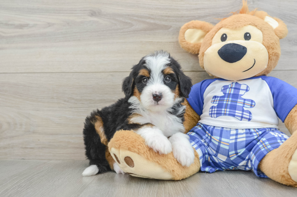 5 week old Mini Bernedoodle Puppy For Sale - Premier Pups