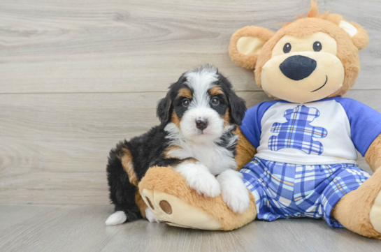 Best Mini Bernedoodle Baby