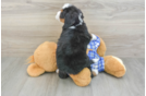 Hypoallergenic Mini Berniedoodle Poodle Mix Puppy