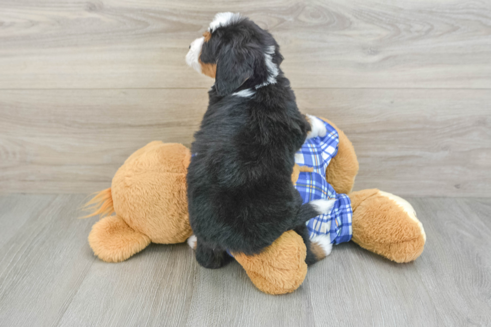 Hypoallergenic Mini Berniedoodle Poodle Mix Puppy