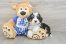 Mini Bernedoodle Pup Being Cute