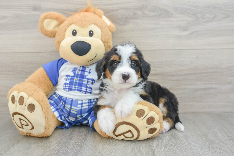Mini Bernedoodle Pup Being Cute