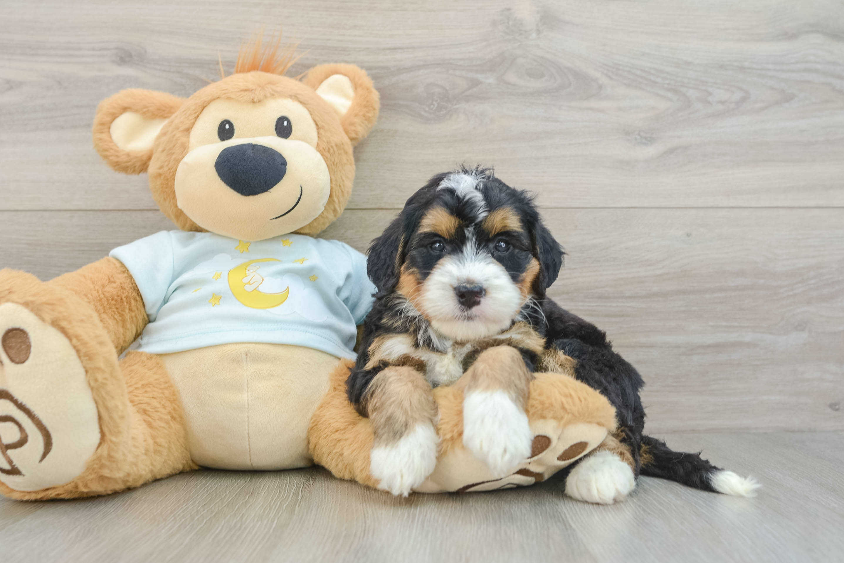 Best Mini Bernedoodle Baby