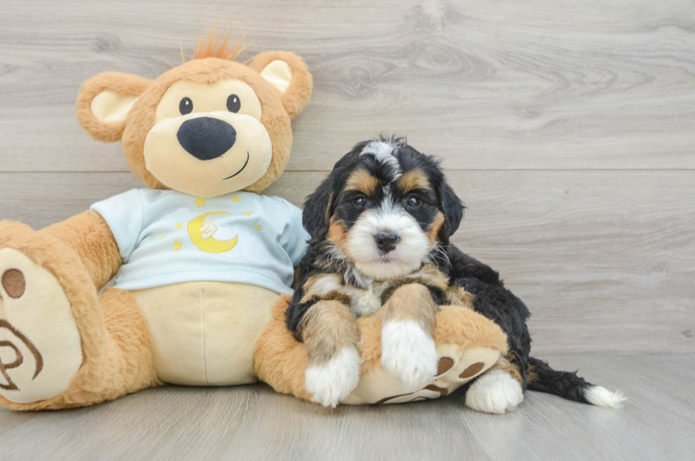 5 week old Mini Bernedoodle Puppy For Sale - Premier Pups