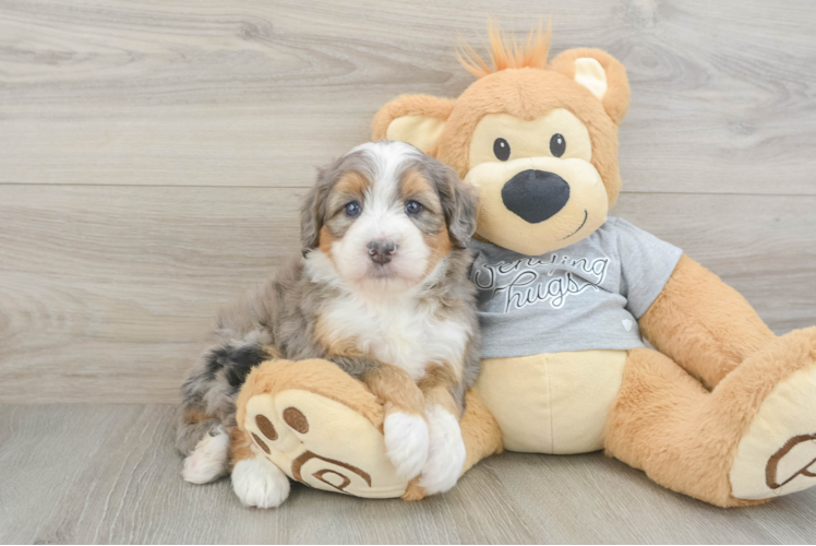 Mini Bernedoodle Pup Being Cute