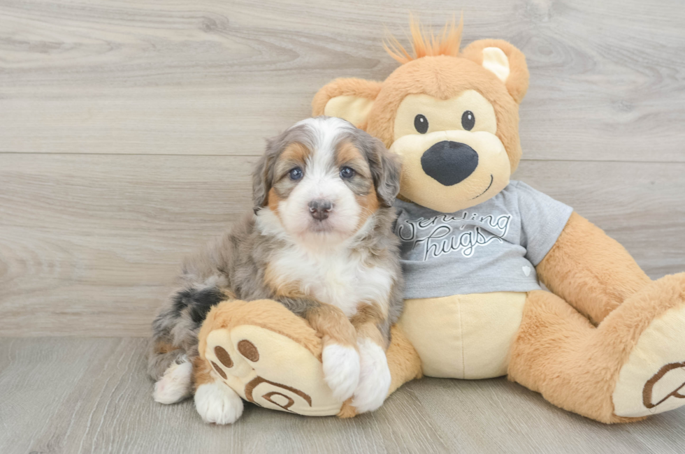 5 week old Mini Bernedoodle Puppy For Sale - Premier Pups