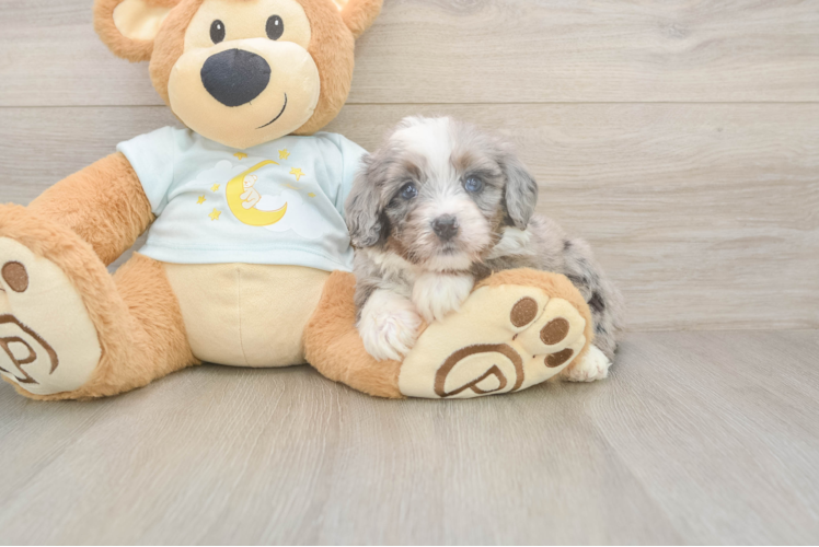 Fluffy Mini Bernedoodle Poodle Mix Pup