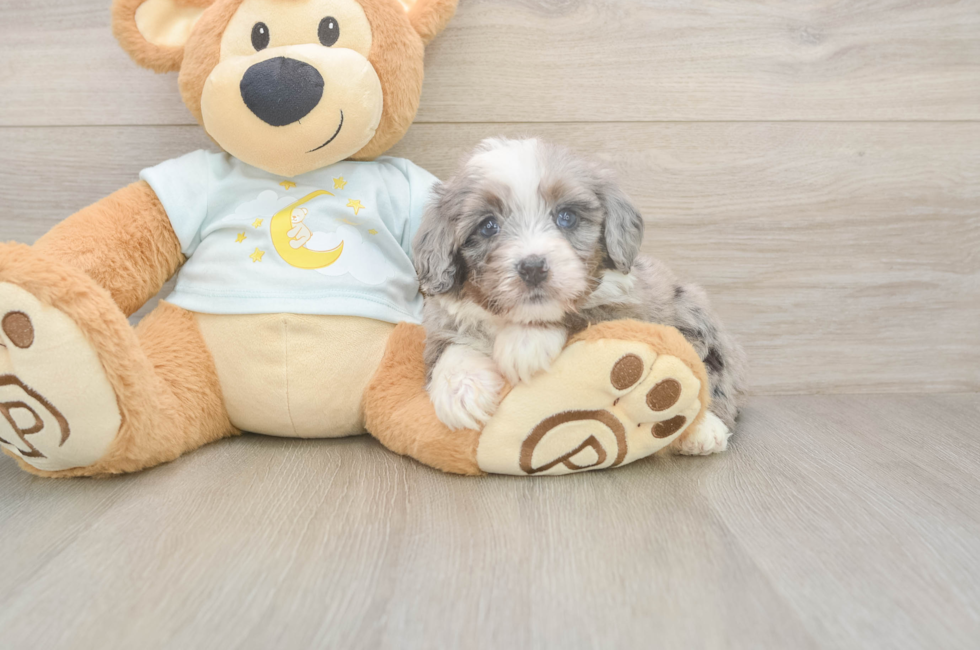 5 week old Mini Bernedoodle Puppy For Sale - Premier Pups
