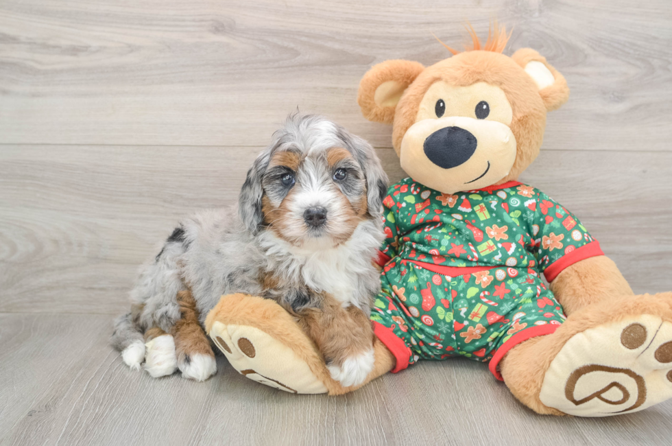 5 week old Mini Bernedoodle Puppy For Sale - Premier Pups