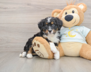 6 week old Mini Bernedoodle Puppy For Sale - Premier Pups