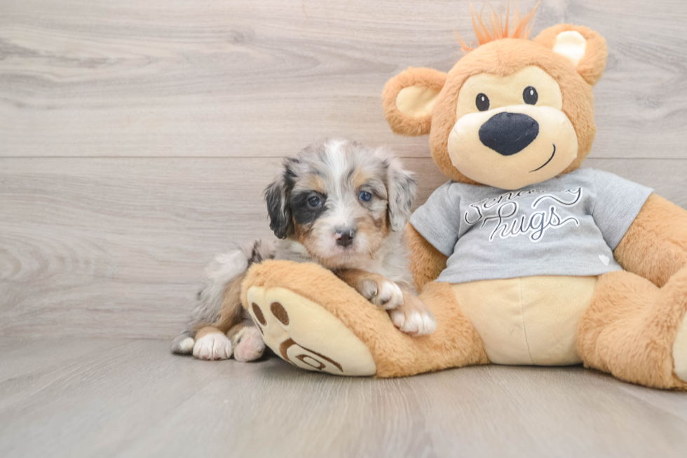 Petite Mini Bernedoodle Poodle Mix Pup