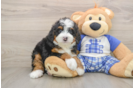 Petite Mini Bernedoodle Poodle Mix Pup