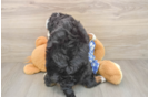 Friendly Mini Bernedoodle Baby