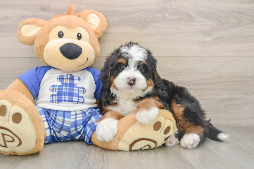 Sweet Mini Bernedoodle Baby