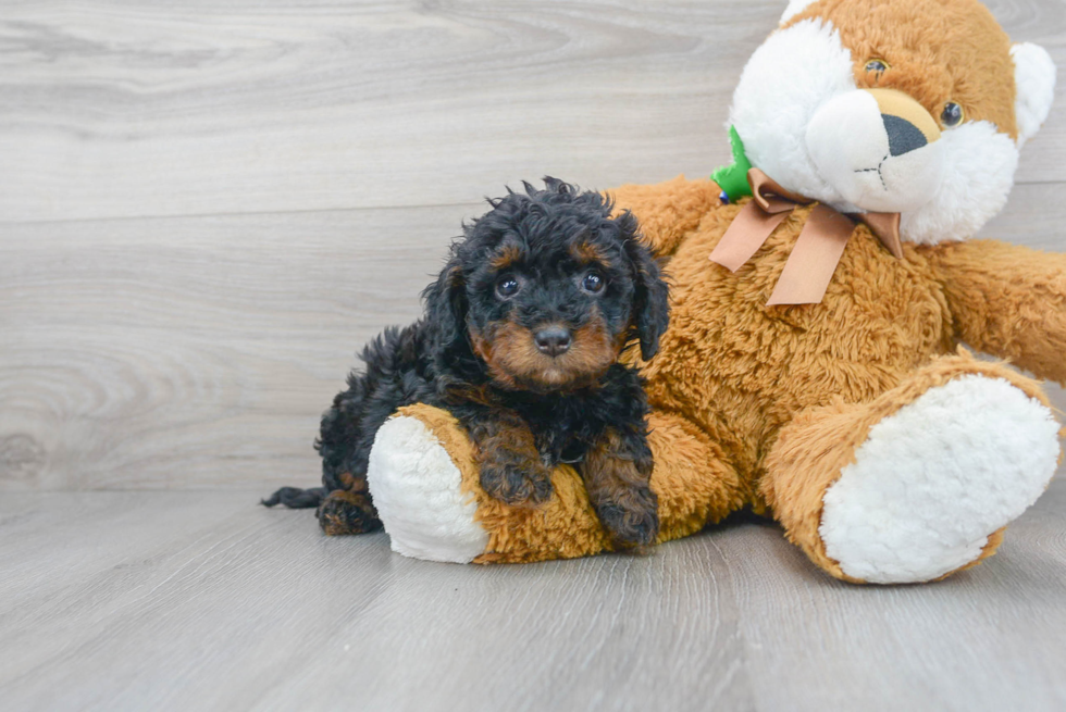 Mini Bernedoodle Pup Being Cute