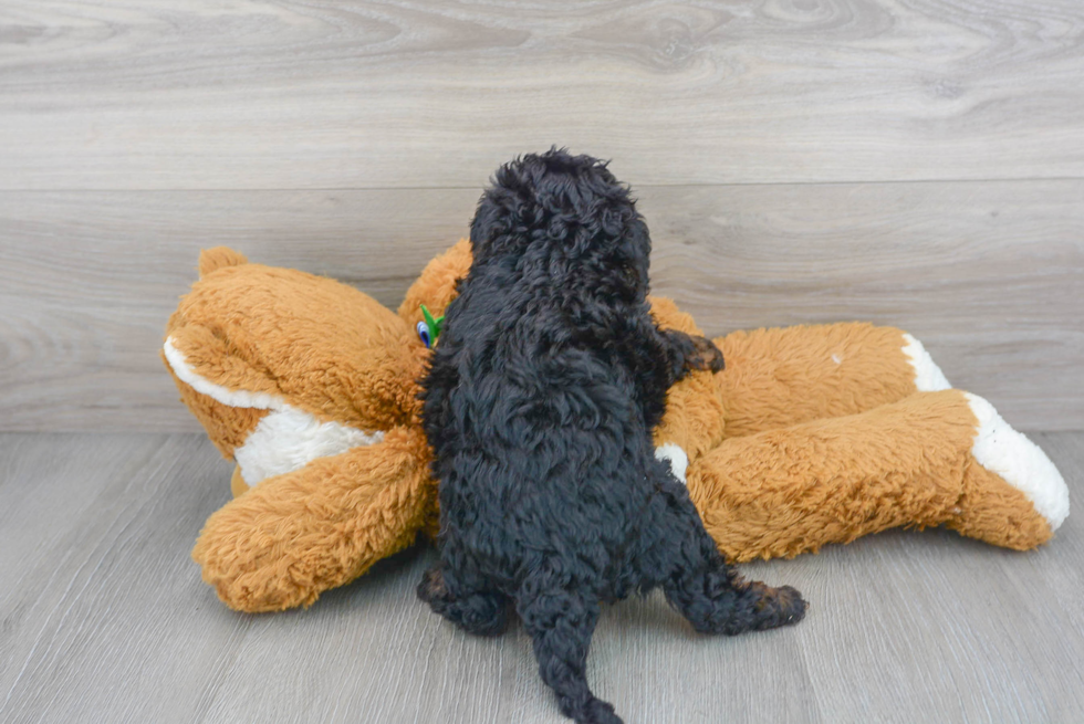 Adorable Bernadoodle Poodle Mix Puppy