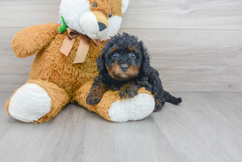 Best Mini Bernedoodle Baby