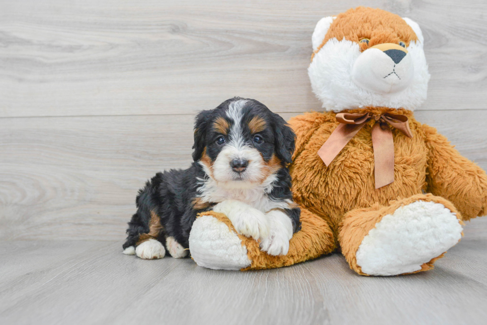 Best Mini Bernedoodle Baby