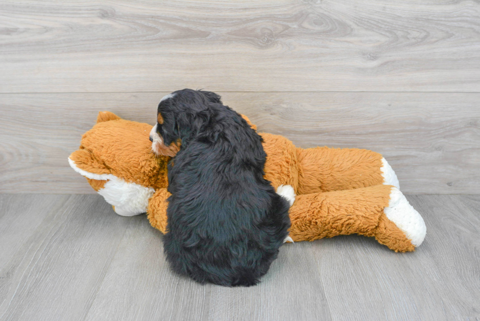 Best Mini Bernedoodle Baby