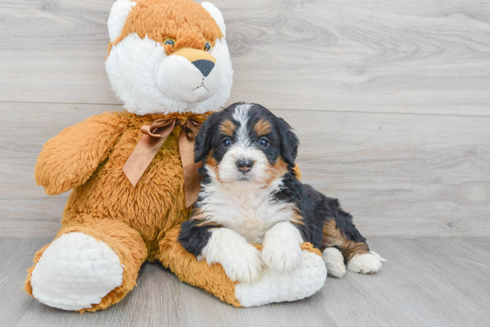 Mini Bernedoodle Pup Being Cute