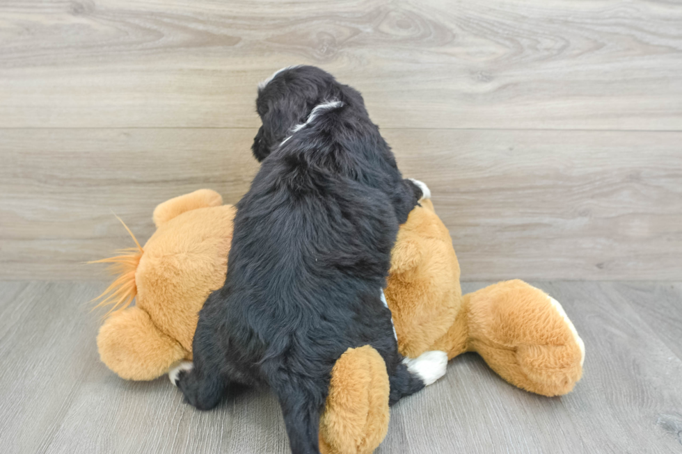 Friendly Mini Bernedoodle Baby