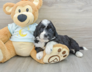 7 week old Mini Bernedoodle Puppy For Sale - Premier Pups