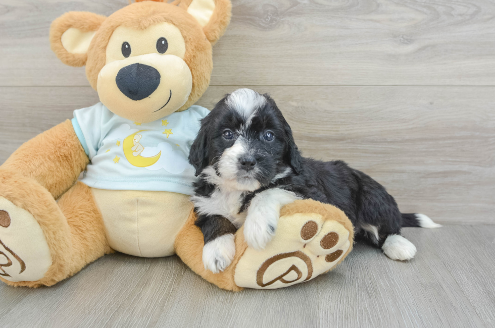 5 week old Mini Bernedoodle Puppy For Sale - Premier Pups