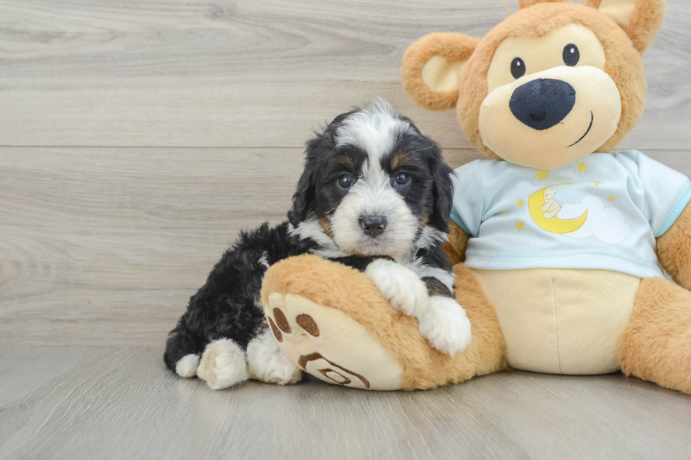 Friendly Mini Bernedoodle Baby